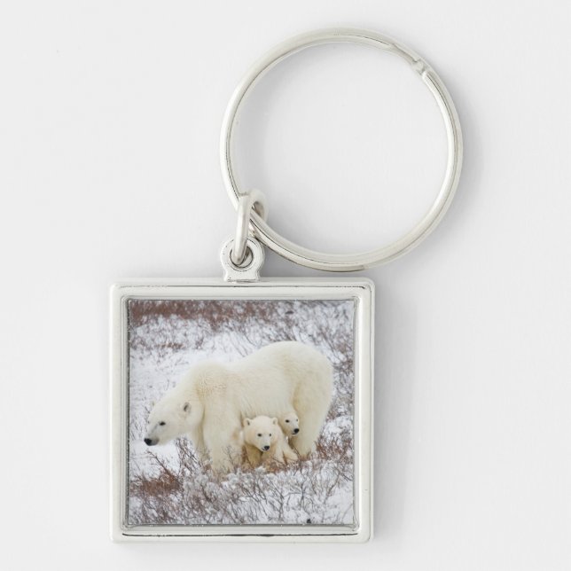 Polar Bears weiblich und zwei Jungen Schlüsselanhänger (Vorne)