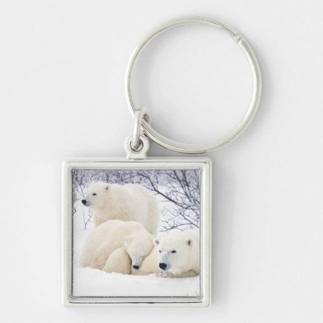 Polar Bears weiblich und zwei Jungen Schlüsselanhänger (Vorne)