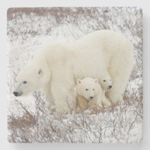 Polar Bears weiblich und zwei Jungen Steinuntersetzer