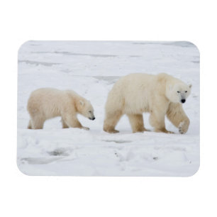 Polar Bears weiblich und zwei Knochen 2 Magnet