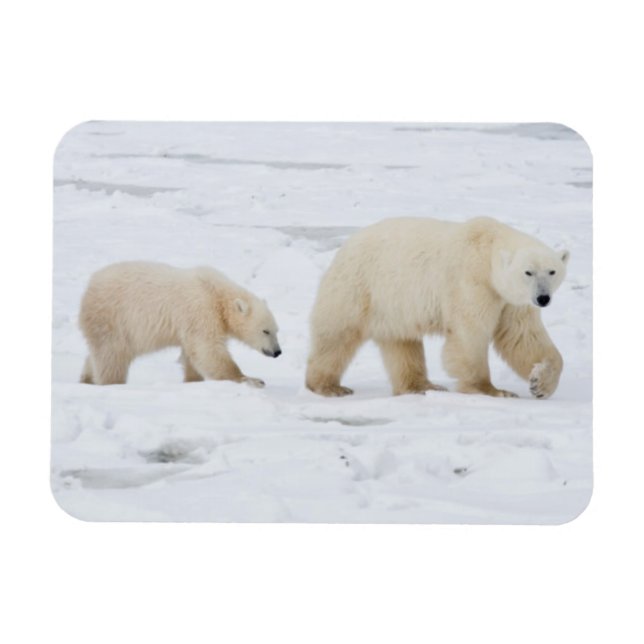 Polar Bears weiblich und zwei Knochen 2 Magnet (Horizontal)