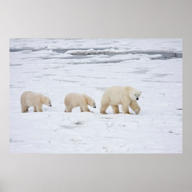 Polar Bears weiblich und zwei Knochen 2 Poster (Vorne)