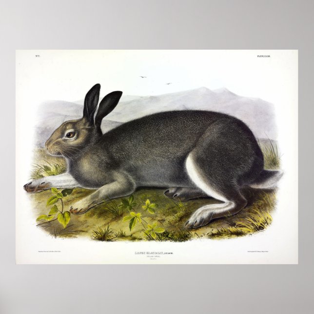 Polar Hare, Arctic Hare, Lepus arcticus von Audubo Poster (Vorne)