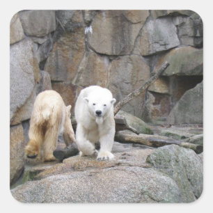 POLAR-KARTENkleber Quadratischer Aufkleber