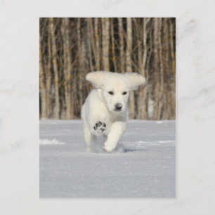 Polar Puppy Postkarte