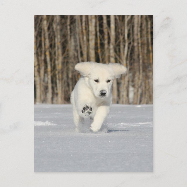 Polar Puppy Postkarte (Vorderseite)