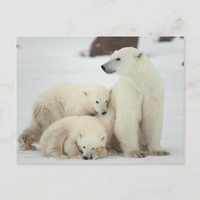 Polar She-Bären with Cubs Postkarte (Vorderseite)