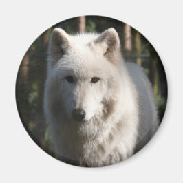 Polar Wolf Magnet