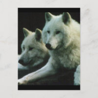 Polar Wolf
