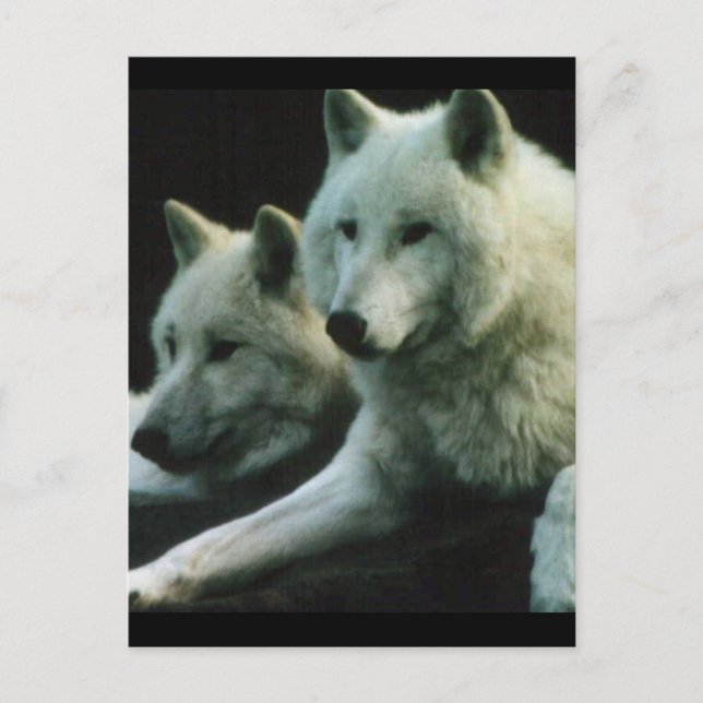 Polar Wolf Postkarte (Vorderseite)