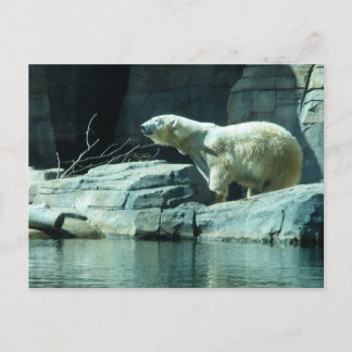 Polarbär: Berlin Postkarte
