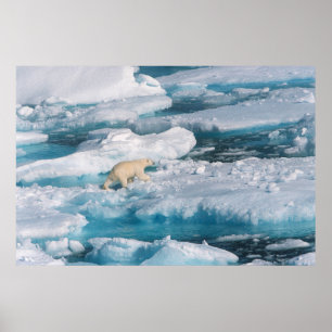 Polarbär, der auf dem Meer spaziert Poster