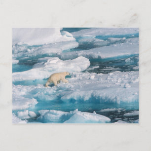Polarbär, der auf dem Meer spaziert Postkarte