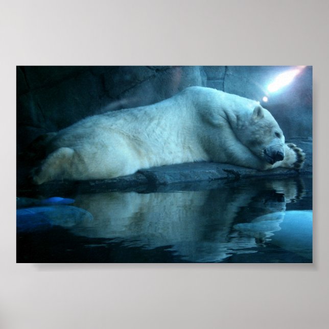 Polarbär im Gebet 2 Poster (Vorne)