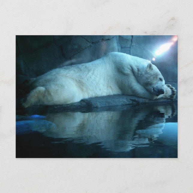 Polarbär im Gebet 2 Postkarte (Vorderseite)