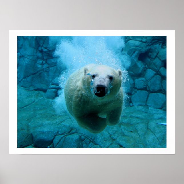 Polarbär im Wasser Poster (Vorne)