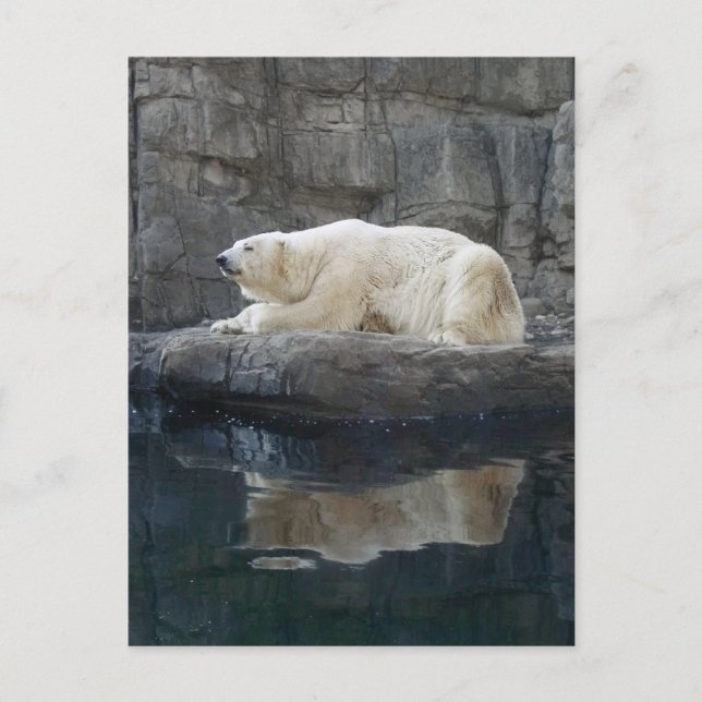 Polarbär mit Reflektion Postkarte (Vorderseite)