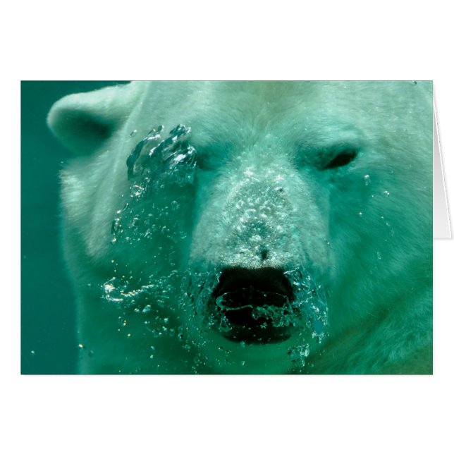 Polarbär unter Wasser (Vorderseite (Horizontal))