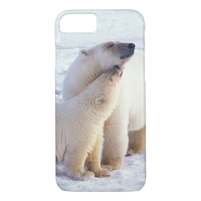 Polarbärsäte mit Krug, Packung Case-Mate iPhone Hülle (Rückseite)