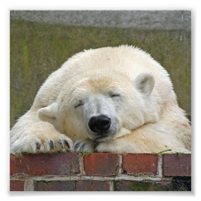 PolarBear20150501 Fotodruck (Vorne)