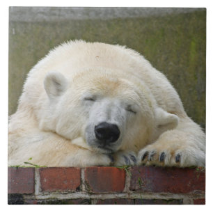 PolarBear 001 Fliese