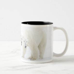 Polare Bären stehend auf Schnee, nachdem 2 Zweifarbige Tasse