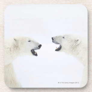 Polare Bären stehend auf Schnee nachdem dem Getränkeuntersetzer