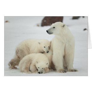 Polarer Sie-Bär mit CUB