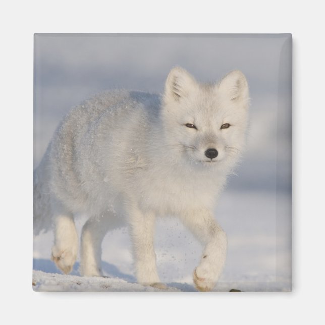 Polarfuchs, Alaska Magnet (Vorne)
