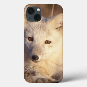 Polarfuchs, Alopex lagopus Case-Mate iPhone Hülle