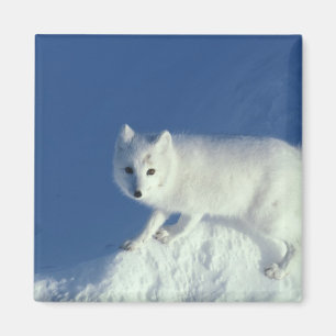 Polarfuchs (Alopex lagopus) Ein Polarfuchs Magnet