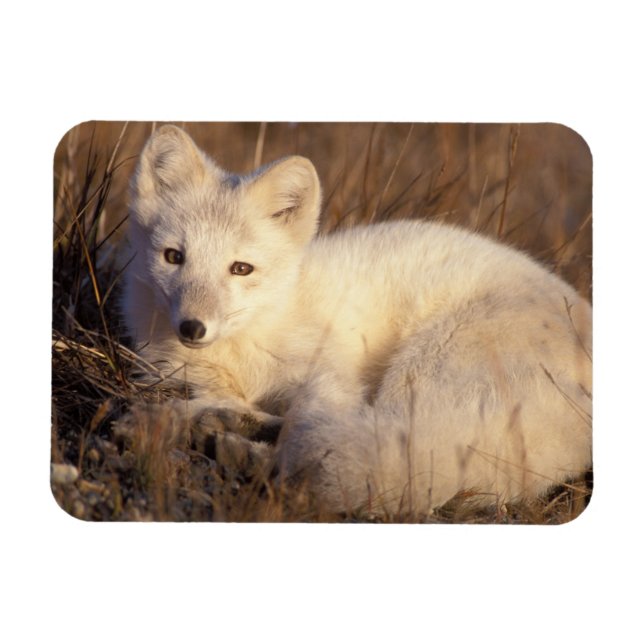 Polarfuchs, Alopex lagopus Magnet (Horizontal)