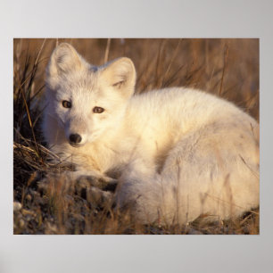 Polarfuchs, Alopex lagopus Poster