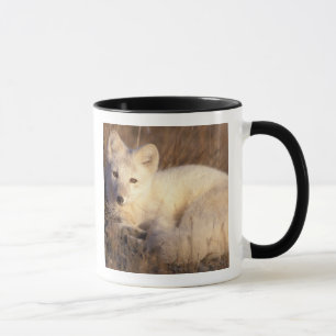 Polarfuchs, Alopex lagopus Tasse