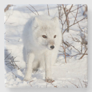 Polarfuchs, Churchill Wildlife Management Area Steinuntersetzer