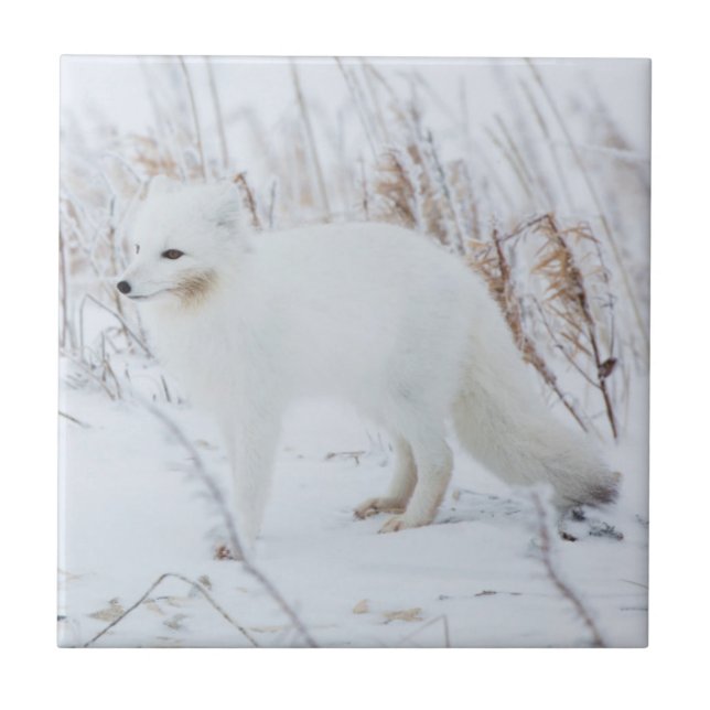 Polarfuchs Fliese (Vorderseite)