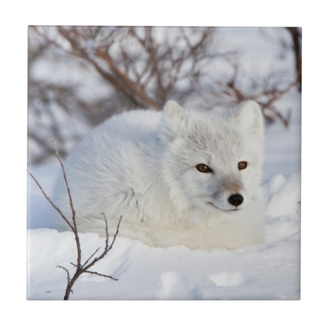 Polarfuchs im Winter Fliese (Vorderseite)
