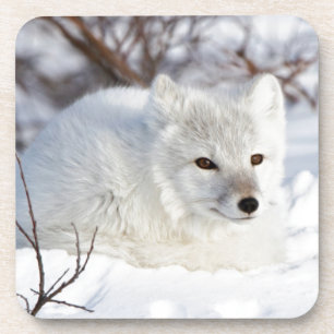 Polarfuchs im Winter Getränkeuntersetzer