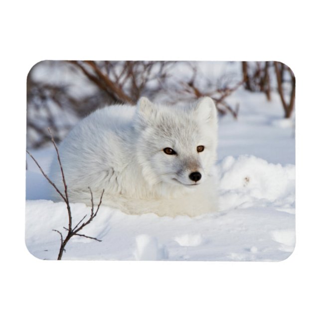 Polarfuchs im Winter Magnet (Horizontal)