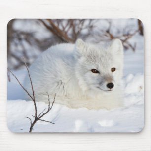 Polarfuchs im Winter Mousepad