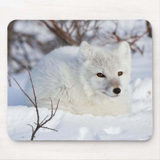 Polarfuchs im Winter Mousepad (Vorne)