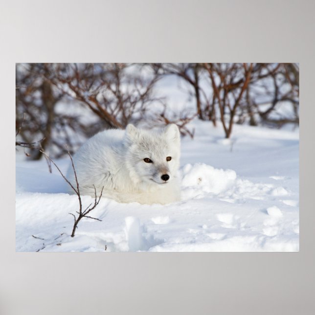 Polarfuchs im Winter Poster (Vorne)