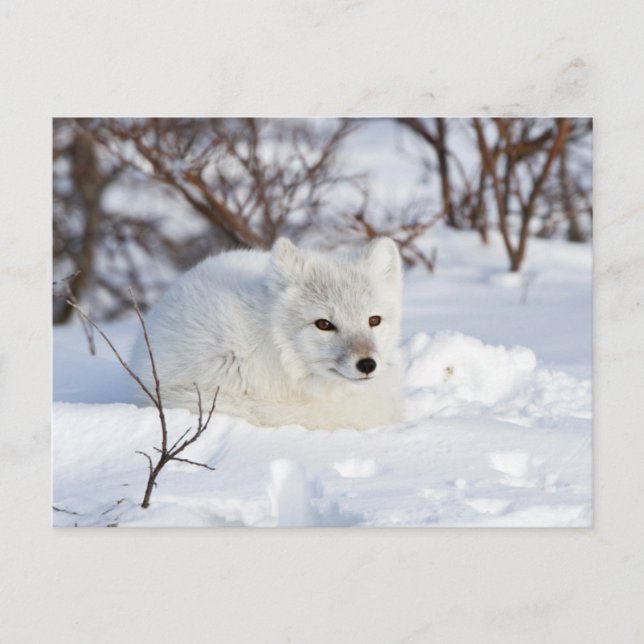 Polarfuchs im Winter Postkarte (Vorderseite)