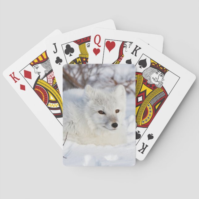 Polarfuchs im Winter Spielkarten (Rückseite)