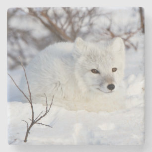 Polarfuchs im Winter Steinuntersetzer