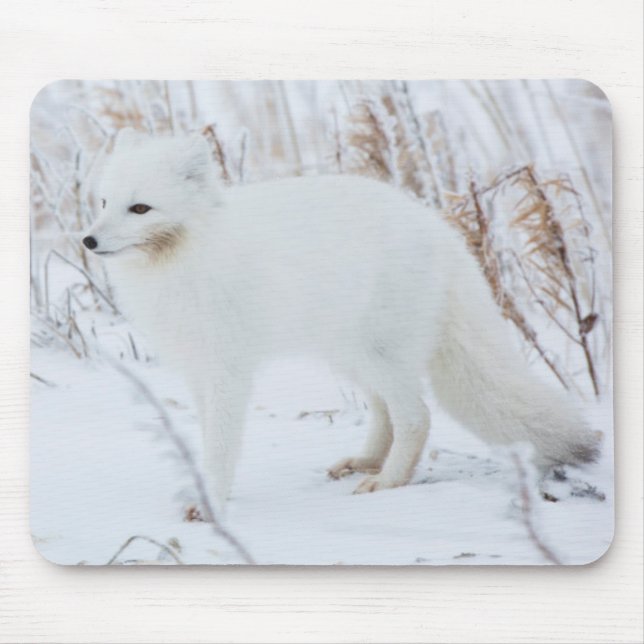 Polarfuchs Mousepad (Vorne)