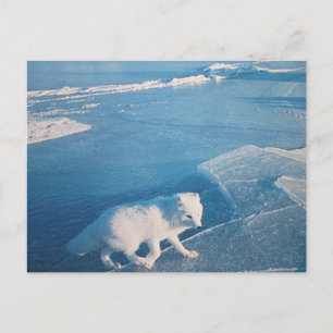 Polarfuchs- Postkarte