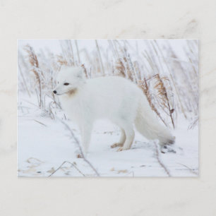 Polarfuchs Postkarte