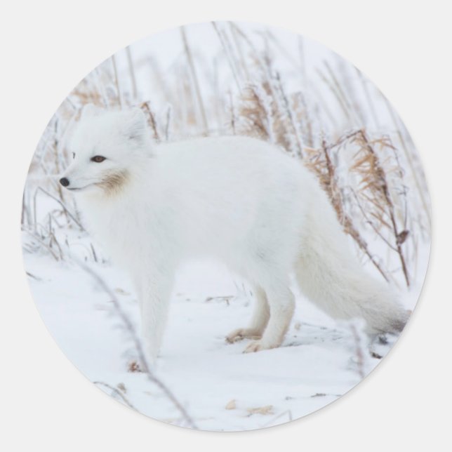 Polarfuchs Runder Aufkleber (Vorderseite)