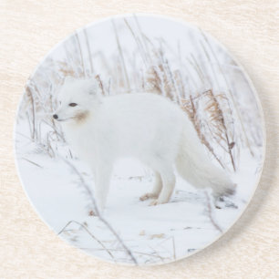 Polarfuchs Sandstein Untersetzer